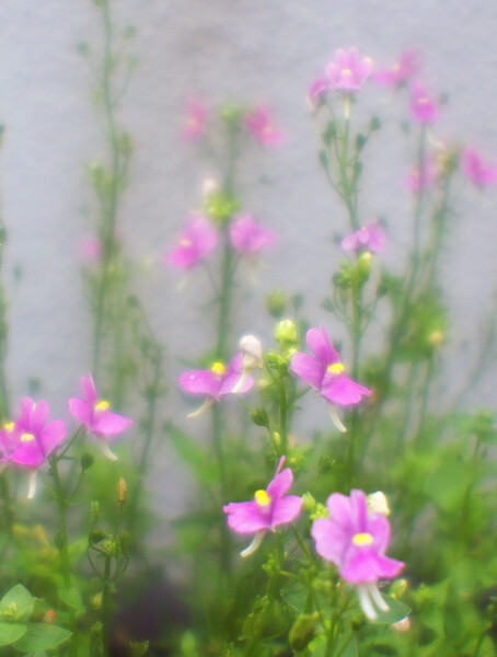 東京の花　ピンク