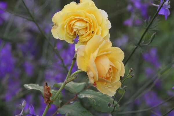 畑の黄色なバラ