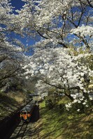 『春』山北駅桜満開