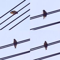 変な声で鳴く小鳥、電線に発見
