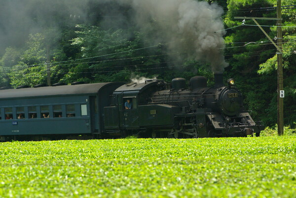 茶畑の中の蒸気機関車