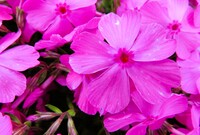 芝桜　紅色　Up