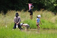 泥田んぼ家族