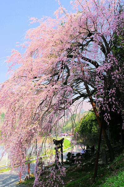 【清和】通りがかりの枝垂れ桜