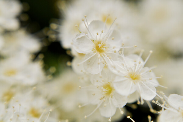 東京の白い花
