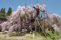 【桜花】西光寺のしだれ桜