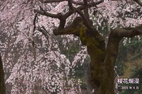 「桜花爛漫」