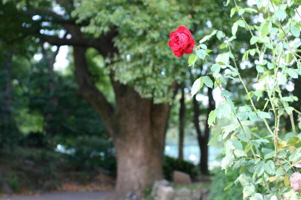 『木』木と薔薇と