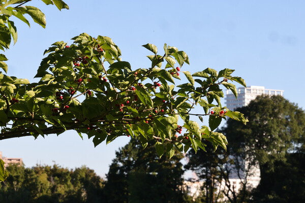 秋の実（その１）アオハダ