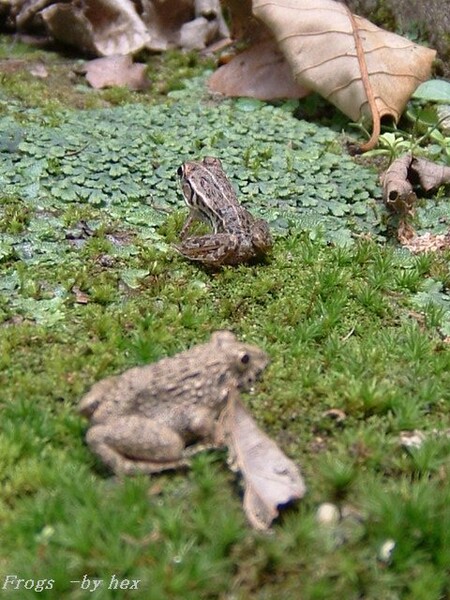 苔と蛙たち