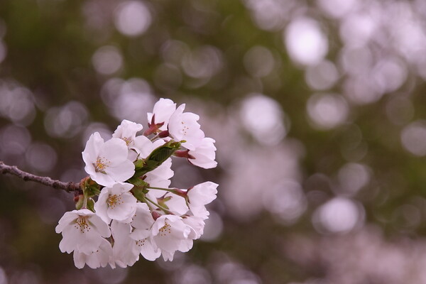 やっと桜の季節