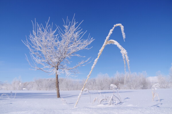 雪の後