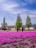 【縦画像】芝桜祭り