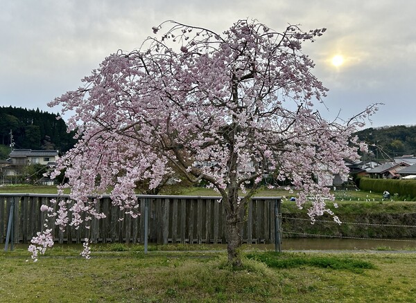 枝垂れ桜−２