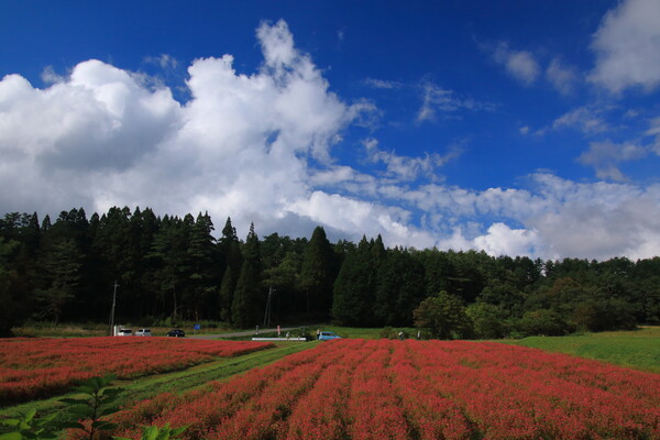 【天】オリンパスブルーと赤蕎麦畑
