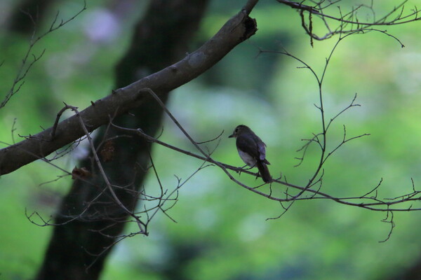 キビタキ幼鳥？