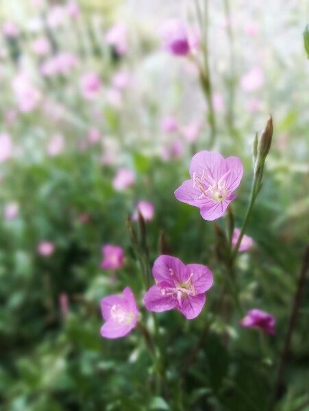 可愛い花