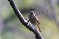 ハンノキ林の小鳥