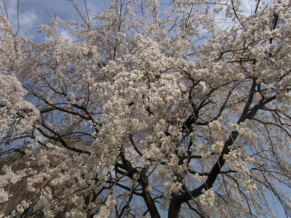 桜盛り