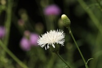 タムラソウの白花