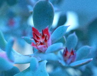 タカサゴノオキナ　花