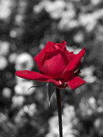 【彩】赤いバラ