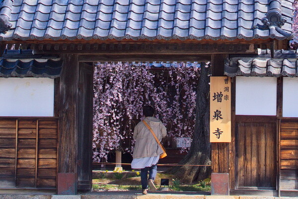 【アーカイブ】  桜を見に