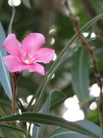 秋はシンプルなデザインの花が似合う季節かな　？