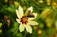 夏羽のベニシジミ
