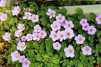 カタバミでなくオキザリスです。