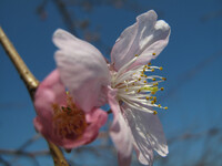 咲きました河津桜