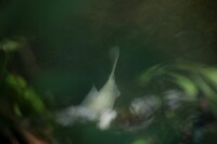 水彩銀鯉染まる緑