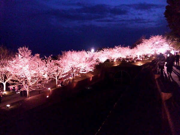 敦盛桜　遠景