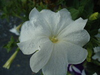 プランターの中で咲く”ペチュニア”白色