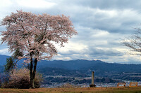 治める【桜】