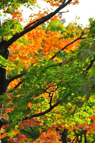 【秋】色々な色の秋
