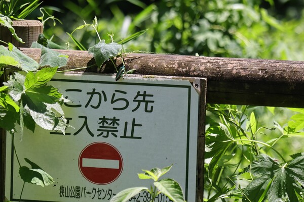 えっ、この先ダメかよ・・・