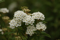 白い花　コデマリ