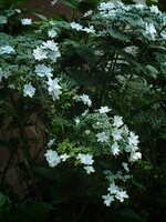 墨田の花火