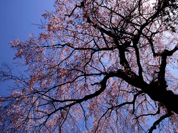 身延の桜