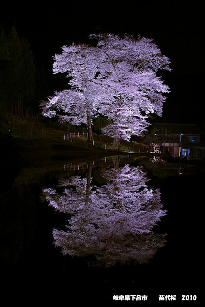 満足【桜】