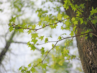 Let it green