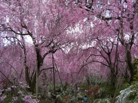 原谷苑の枝垂れ桜のシャワー
