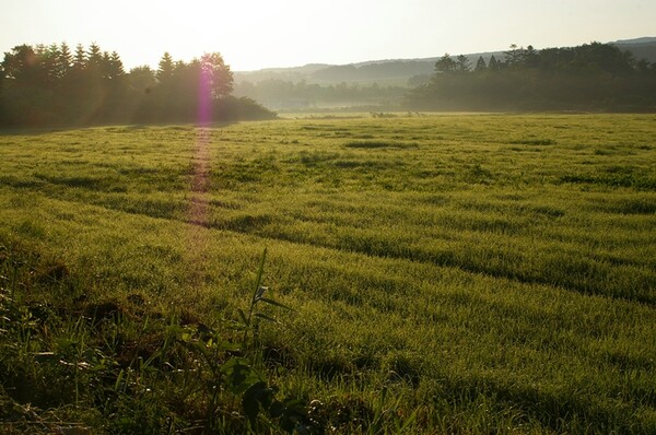 夜明けの牧草地