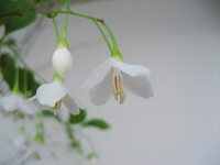 白壁に白い花
