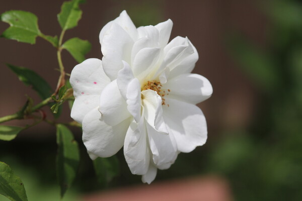 白い花バラ