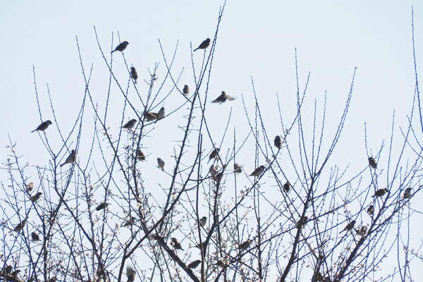 雀の樹