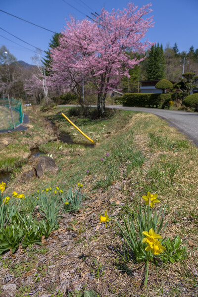 宮ノ原地区の春風景