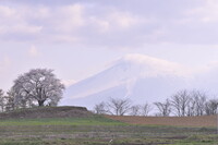 松尾八幡平一本桜