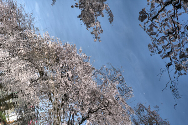 【桜】と青空